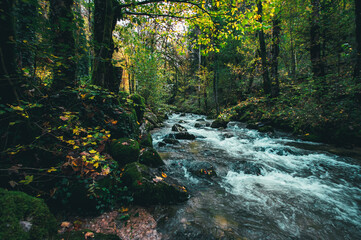 river in the forest