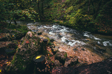 river in the forest