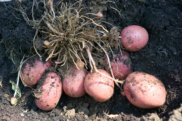 Kartoffelwachstum 