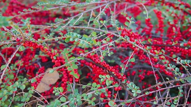 Plants of creeping cotoneaster with many bright green shiny leaves, red berries.A large bush grows in the park. An ornamental plant.