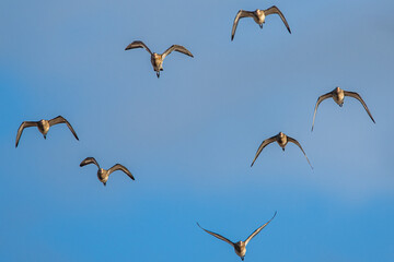Black-tailed Godwit, Limosa limosa, birds in flight over Marshes at winter time
