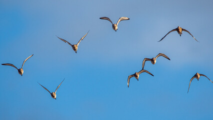 Black-tailed Godwit, Limosa limosa, birds in flight over Marshes at winter time