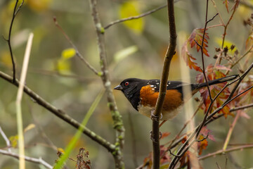 Spotted Towhee on a branch
