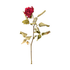 Dry dead rose flower stem isolated on transparent background