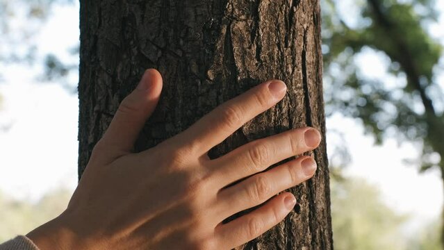 Female hand touching and stroking bark of tree in forest