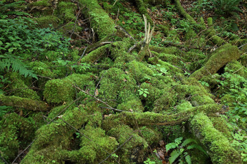 Landschaft Bayern - Pähler Schlucht - Moos / Landscape Bavaria - Pähler Gorge - Moss /
