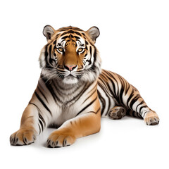 Obraz premium Gorgeous tiger laying on the floor, isolated on white background, photorealistic ai
