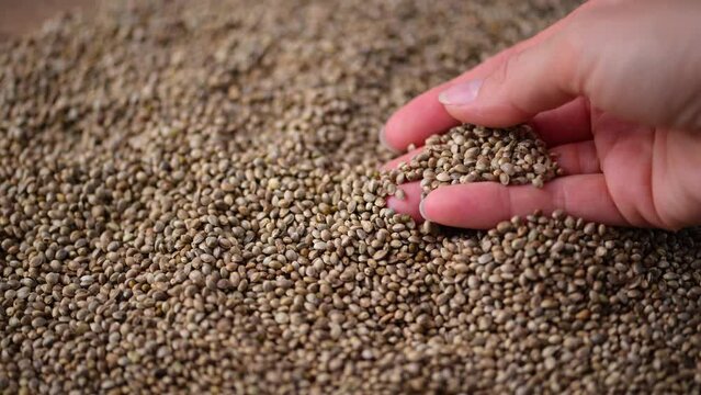 Female hand showing dried medical cannabis seed. Hemp seed closeup. Alternative herbal medicine, organic hemp seed superfood.