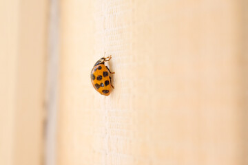 Ladybug Joaninha