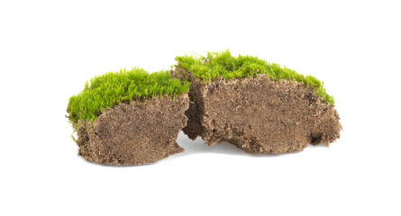 Green moss growing on sand isolated on white background