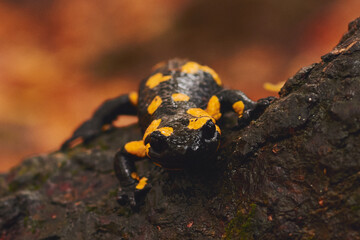 autumn salamander in the forest standing on the tree trunk