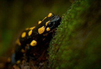 autumn salamander in the forest standing on the tree trunk