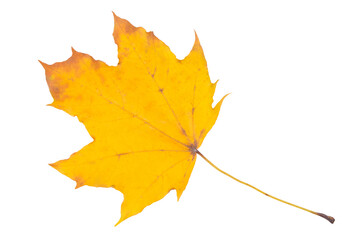 Autumn maple leaf isolated on white background. Fall season foliage.