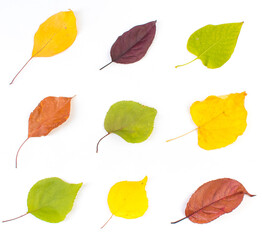 Colorful autumn leaves on white background, copy space for text. View from above.