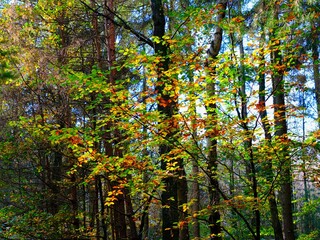 Herbst im deutschen Wald mit vielen bunten Farben
