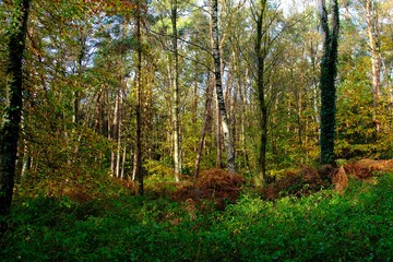 Herbst im deutschen Wald mit vielen bunten Farben