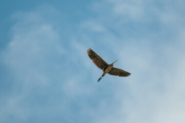 Purple Heron in flight Blue Sky (Ardea cinerea)