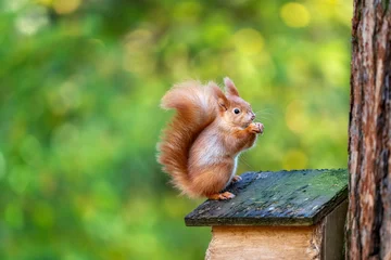Photo sur Plexiglas Écureuil Red squirrel holding a nut, standing on a feeder. Beautiful creamy bokeh. Autumn sunny photo full of colours. Cute furry animal.