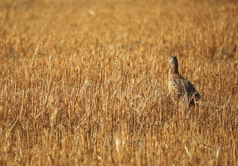 Phasianus colchicus running on stubble in summer
