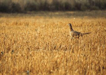 Phasianus colchicus running on stubble in summer