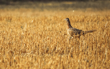 Phasianus colchicus running on stubble in summer