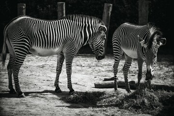 Fototapeta na wymiar Grayscale of zebras in a yard