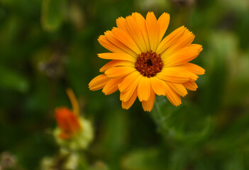 Beautiful flowers of Calendula officinalis blooming in the garden