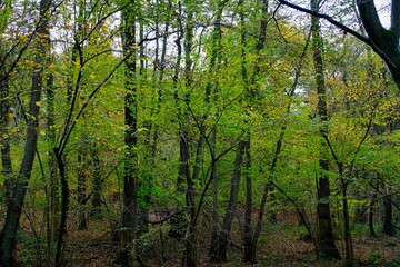 Herbst im deutschen Wald mit vielen bunten Farben