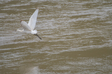Spoonbill on the banks of a river
