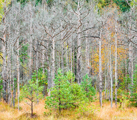 the beautiful autumn colored forest