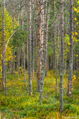 Fototapeta premium the beautiful autumn colored forest