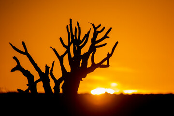 Quiver tree in the sunset