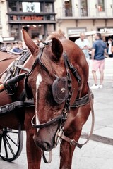 Naklejka na ściany i meble Closeup of a brown horse with tack walking in the street