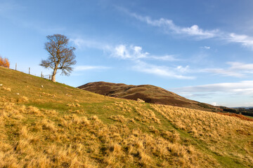 Fototapeta premium A lone tree standing proud on a hilltop in the Scottish Highlands. Soft, warm, orange light 