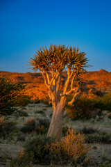 Quiver tree