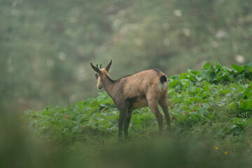 An extraordinary specimen of chamois in the German Alps