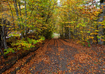 Autumn forest road. View of autumn forest road with fallen leaves Fall season scenery.