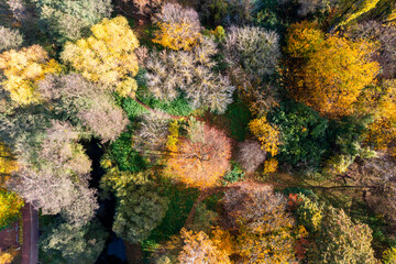 Beautiful autumn forest landscape from a drone in Poland.