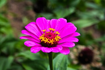 Obraz premium Closeup of a pink zinnia flower in a garden