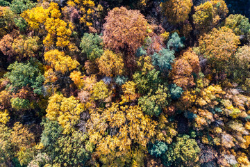 Beautiful autumn forest landscape from a drone in Poland.