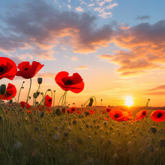 poppy field at sunset, spring 