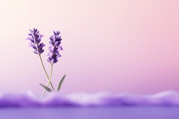 A single delicate lavender bloom set against a soft pastel background, representing tranquility and...