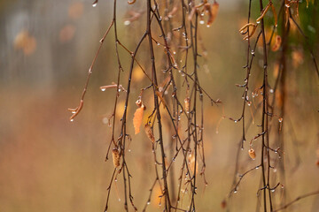 Late fall. Rain. A tree branch with remaining yellow leaves in picturesque raindrops. The background is blurred. Copy space.