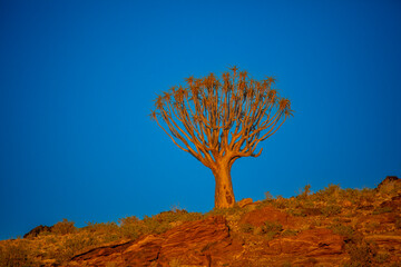 Quiver tree