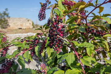 American pokeweed or poke sallet or dragonberries plant with ripe and green berries. Phytolacca...