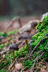 Setas en el bosque de la Sierra de Guadarrama