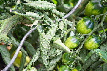 Eingerollte Blätter an Tomatenpflanze