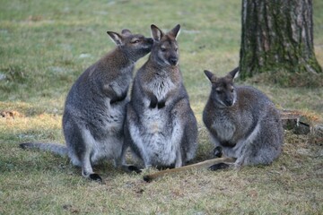 Naklejka na ściany i meble Closeup of kangaroos cuddling