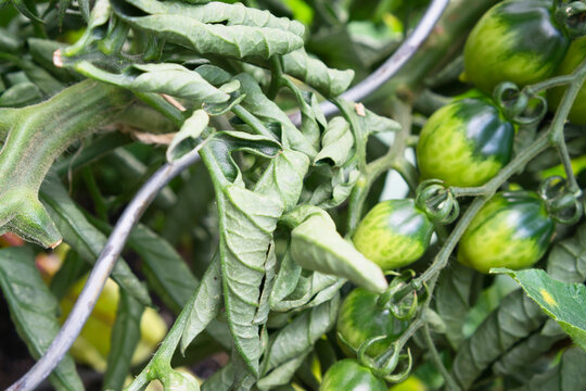 Eingerollte Bl&auml;tter an Tomatenpflanze
