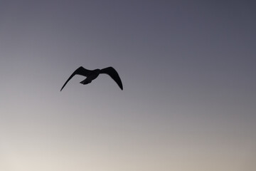 Large isolated seagull at dusk